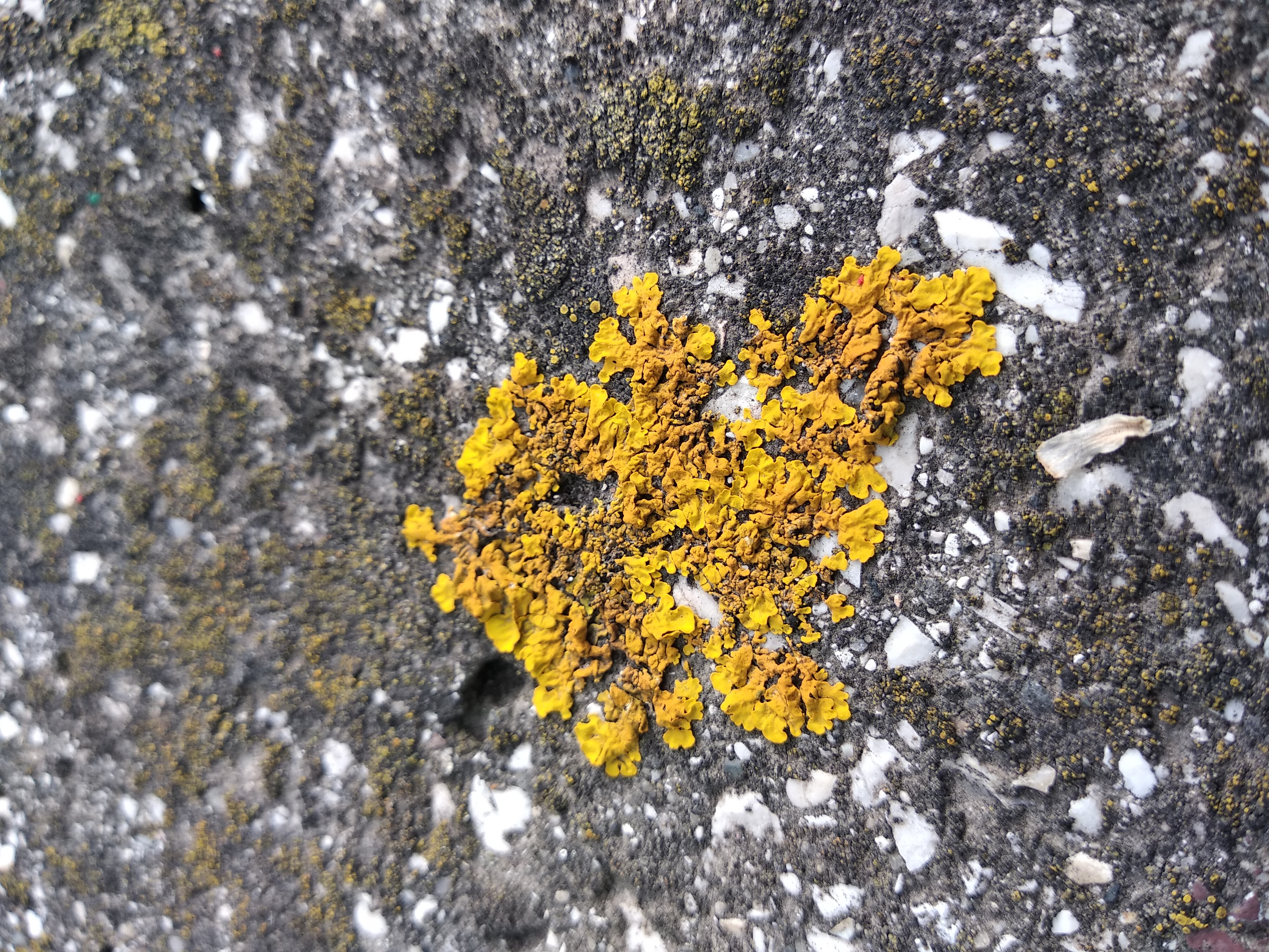 Lichene su roccia