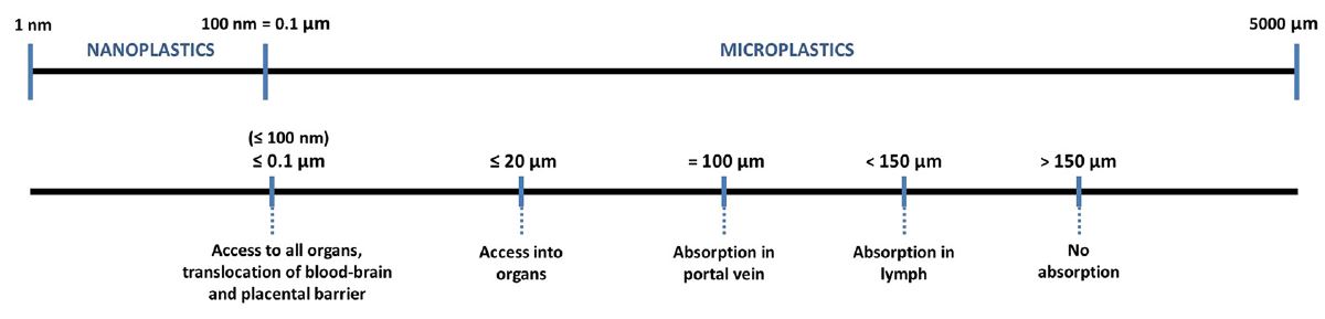 microplastiche e uomo